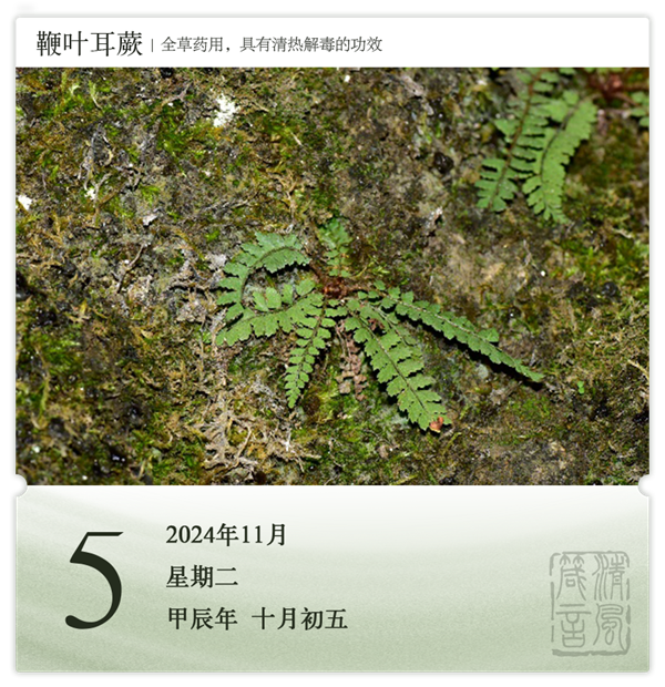 1730187517932861.png 箴历日历11-5.png