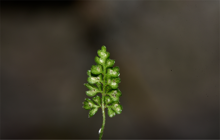 1730189945711545.png 25-2.png