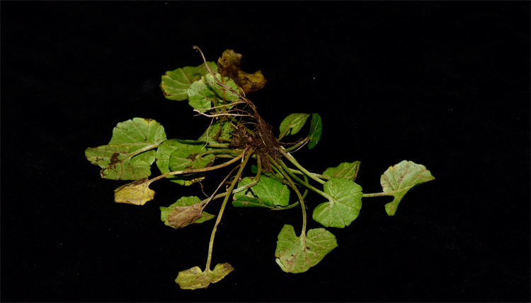 1732868448551119.png 4-2t.png