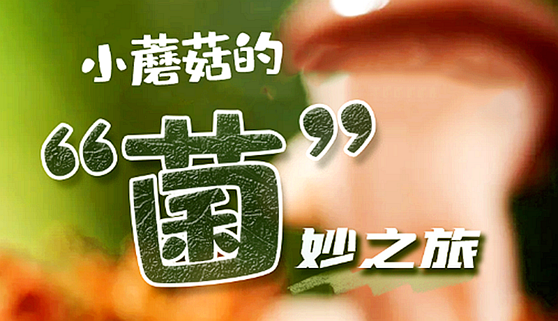 【万千气象看凯发k8】长图|小蘑菇的“菌”妙之旅